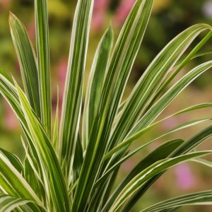 Vibrant Carex siderosticta 'Variegata' displaying broad, arching green leaves with distinct creamy-white stripes, creating a bright, textural clump.