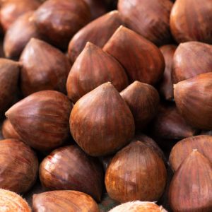 Large, stately Castanea sativa tree with a broad crown, displaying glossy, deeply veined green leaves and spiky burrs containing edible nuts.