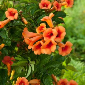 Campsis tagliabuana Indian Summer showcasing its vibrant orange-red trumpet-shaped flowers with yellow throats, clustered against lush green pinnate foliage.