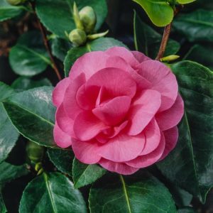 A beautiful Camellia williamsii 'Debbie' shrub laden with vibrant deep rose-pink, semi-double flowers. Glossy, dark green evergreen leaves frame the blooms.