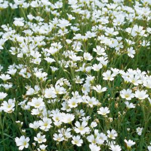 Cerastium biebersteinii displays a dense mat of soft, silvery-grey foliage, completely covered in numerous delicate, pure white star-shaped flowers.