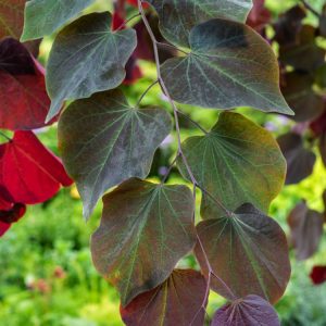 Vibrant Cercis canadensis 'Forest Pansy' showcasing its distinctive heart-shaped, deep burgundy-purple foliage and clusters of delicate pink pea-like flowers.