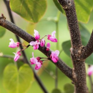 Vibrant Cercis canadensis 'Merlot' showcasing rich burgundy-purple, heart-shaped leaves and clusters of delicate pink, pea-like flowers on bare branches.