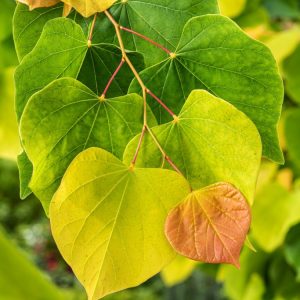 Cercis canadensis The Rising Sun displays vibrant heart-shaped leaves emerging in sunset colours, maturing to lime green. Delicate pink flowers bloom on bare branches.