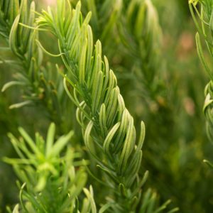 A dense, spreading Cephalotaxus harringtonii 'Duke Gardens' showcasing its lustrous, dark green, linear evergreen foliage. The compact habit provides year-round structure.