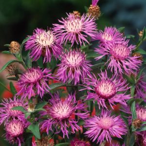 Vibrant Centaurea jacea flowers with shaggy, purple-pink petals and a distinctive green involucre, standing proudly on slender stems against its green foliage.