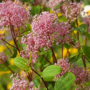 A healthy Ceanothus pallidus 'Marie Simon' shrub, showcasing its abundant clusters of delicate, frothy pink flowers against fresh green foliage.