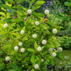 Cephalanthus occidentalis, the Buttonbush, showcasing its unique spherical, creamy-white flowers with protruding styles, set against glossy green leaves.