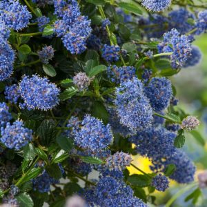 A vibrant Ceanothus thyrsiflorus repens plant showcasing its dense, glossy dark green evergreen foliage and clusters of sky-blue flowers.