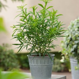 Choisya 'Aztec Pearl' shrub with glossy, slender evergreen leaves and clusters of fragrant white star-shaped flowers in full bloom. The foliage is vibrant green.