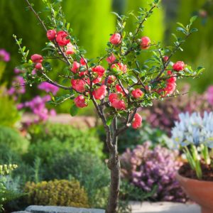 A vibrant Chaenomeles japonica shrub displaying numerous cup-shaped, fiery orange-red flowers among glossy green leaves and thorny branches.