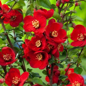 Chaenomeles superba 'Crimson and Gold' showcasing vibrant deep crimson flowers with prominent golden centres and dark green, glossy leaves.