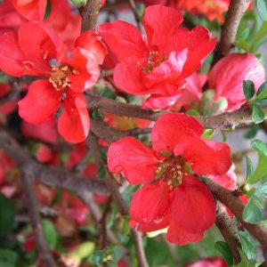 Vibrant Chaenomeles superba 'Texas Scarlet' shrub showcasing clusters of brilliant scarlet-red flowers blooming profusely on bare, thorny branches in early spring.