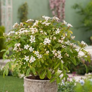 Choisya ternata showcasing glossy, vibrant green, trifoliate evergreen foliage and clusters of fragrant, star-shaped white flowers ready for pollinators.