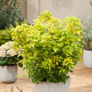 A vibrant Choisya ternata Sundance shrub displaying brilliant golden-yellow, deeply divided, glossy evergreen leaves and clusters of fragrant white star-shaped flowers.