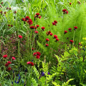 Cirsium rivulare 'Atropurpureum' showing its upright, strong stems topped with striking deep purple, thimble-shaped flowers and dark green foliage.