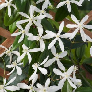 Clematis armandii with its profusion of star-shaped, fragrant white flowers blooming against a backdrop of glossy, dark green evergreen leaves.