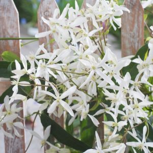 Clematis armandii 'Snowdrift' displaying a profusion of pure white, star-shaped, fragrant blooms amidst leathery, dark evergreen foliage.