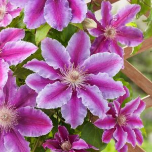 Clematis 'Dr Ruppel' showcasing large, vibrant rosy-pink flowers, each with a distinct deep carmine-red bar down the centre, amidst lush green foliage.