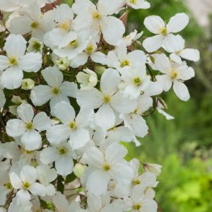 Clematis montana grandiflora showing a cascade of large, pure white, single flowers with yellow centres, set against vibrant green foliage.