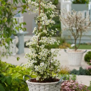 Close-up of Clematis 'Early Sensation' showcasing its creamy-white, star-shaped flowers with prominent yellow stamens, nestled among delicate, dark green evergreen foliage.