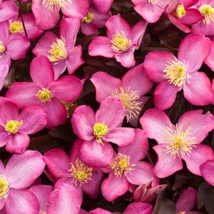 Close-up of Clematis 'Freda' with striking fuchsia-pink, semi-double blooms. Its vibrant petals feature a darker central bar, set against lush green foliage.