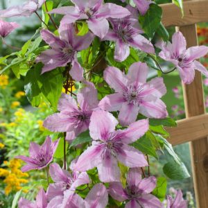 A vibrant Clematis 'Hagley Hybrid' with large, overlapping, dusky pink petals featuring prominent reddish-purple anthers, set against fresh green foliage.