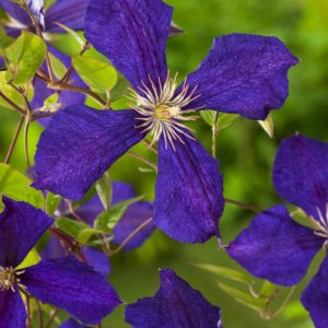 Vibrant Clematis 'Jackmanii' showcases a profusion of velvety, deep purple-violet flowers with bright yellow centres and lush green leaves.