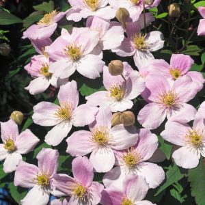 A vibrant Clematis montana rubens vine showcasing abundant rosy-pink, four-petalled flowers against a backdrop of fresh green, three-lobed leaves.
