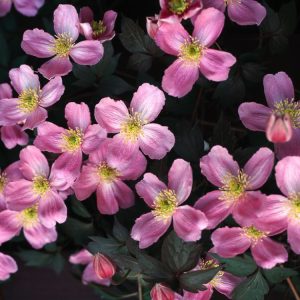 Clematis 'Tetrarose' displaying deep rosy-purple, bell-shaped nodding flowers amidst bronze new foliage. A vibrant and early spring climber.