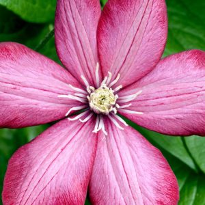 Clematis 'Ville de Lyon' displaying numerous large, vibrant carmine-red to rich crimson cup-shaped flowers with prominent stamens, set against healthy mid-green foliage.