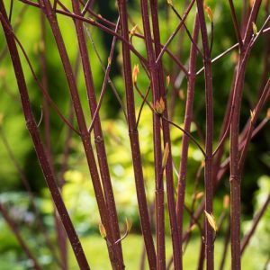 A vibrant Cornus alba 'Aurea' shrub displaying striking golden-yellow leaves against rich red stems. Small white flower clusters may be present.