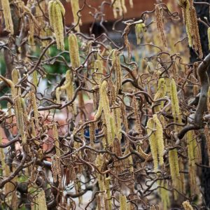 A close-up of Corylus avellana 'Contorta', showcasing its distinctive, dramatically twisted and gnarled brown branches with delicate yellow catkins.