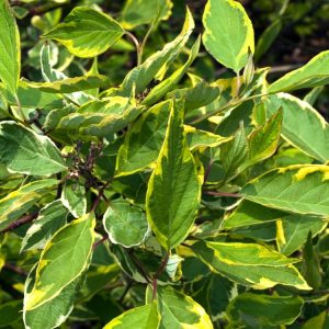 Cornus alba 'Gouchaultii' features vibrant red stems and deciduous green leaves edged in creamy yellow, developing lovely pink and purplish-red autumn tints.