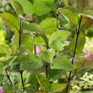 Cornus alba 'Kesselringii' showcasing its striking dark purple-black stems, vibrant green summer foliage, and occasional white berries, adding strong winter interest.