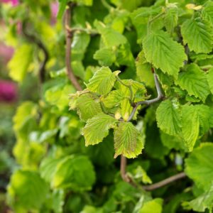 Corylus avellana Medusa, a twisted hazel, showing its dramatically contorted, gnarled, bare branches in winter with delicate yellow-green catkins.