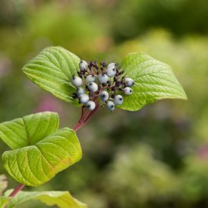 Vibrant Cornus alba 'Sibirica' showcasing its intensely fiery red stems against a backdrop of deep green foliage, with clusters of small white flowers.