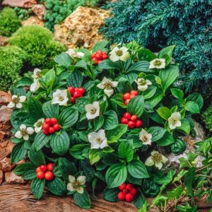 A low-growing mat of Cornus canadensis, showcasing its vibrant green leaves, distinctive white flower-like bracts, and clusters of shiny red berries.