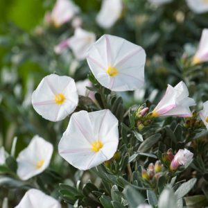 Convolvulus cneorum, or Silverbush, displays a mound of soft, silvery-green foliage adorned with numerous pure white, saucer-shaped flowers, each with a bright yellow centre.