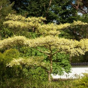 Stunning Cornus controversa 'Variegata' displaying its distinctive tiered branches and vibrant green leaves edged with creamy-white variegation.
