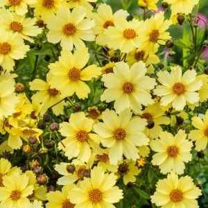 Vibrant golden yellow, semi-double flowers with a bright centre on dark green, finely textured foliage of Coreopsis 'Full Moon', showcasing its lush bloom.