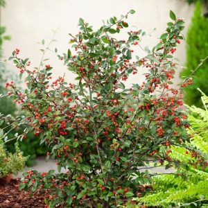 A vibrant Cotoneaster franchetii shrub showcasing its arching branches, lush grey-green leaves, delicate white-pink flowers, and abundant orange-red berries.