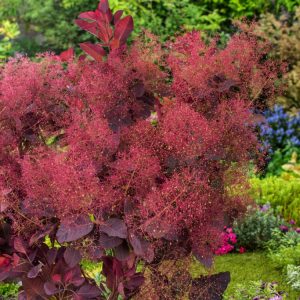 A mature Cotinus 'Grace' with its distinctive deep purple-red, oval leaves and airy, pinkish-purple, smoke-like flower plumes.