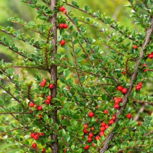 A mature Cotoneaster horizontalis displaying its distinctive, flat, horizontal branching pattern, small green leaves, and abundant bright red berries.