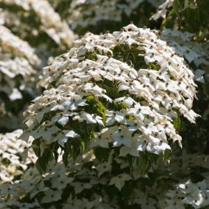 A mature Cornus kousa chinensis tree showcasing numerous star-like, creamy-white bracts among its vibrant green foliage, ready for autumn's transformation.