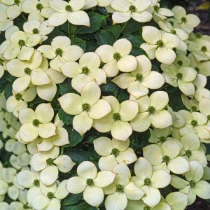 Cornus kousa 'Schmetterling' in its prime, featuring a profusion of white, star-shaped bracts, lush green leaves, and forming an elegant silhouette.