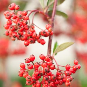 A vibrant Cotoneaster lacteus shrub densely covered in clusters of bright red-orange berries against leathery dark green evergreen leaves, showcasing its full, bushy form.