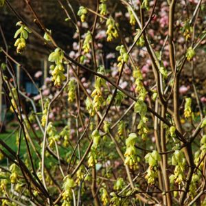 Corylopsis pauciflora with charming, pale yellow, bell-shaped flowers on bare branches in early spring. Fresh green leaves emerge, turning golden yellow in autumn.