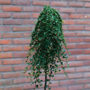 Low-growing Cotoneaster procumbens 'Queen of Carpets' with glossy, dark green evergreen foliage, adorned with small white flowers and vibrant red autumn berries.