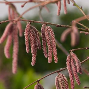 Vibrant Corylus 'Rode Zellernoot' with distinctive deep reddish-purple leaves, long yellow-brown catkins, and developing red-shelled hazelnuts.